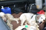 Dogs sleeping in truck