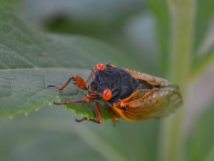 A cicada we met at Meramac Farm, Missouri