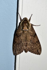 “Mothra” in the Fall Hollow bathroon