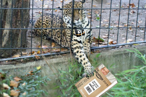 CheetahCaged